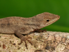 Anolis rubribarbaris