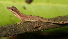 Anolis zeus