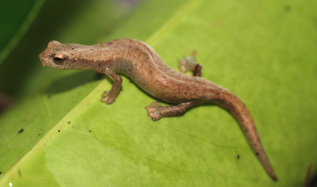 San Miguelito Banana Salamander