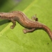 Nymph Salamander - Photo (c) Josiah Townsend, some rights reserved (CC BY-NC-ND), uploaded by Josiah Townsend