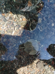 Tachypleus tridentatus