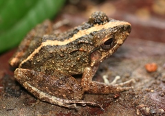 Craugastor aurilegulus