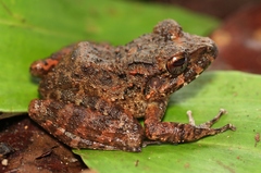 Craugastor aurilegulus