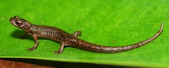Dendrotriton sanctibarbarus