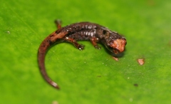Dendrotriton sanctibarbarus