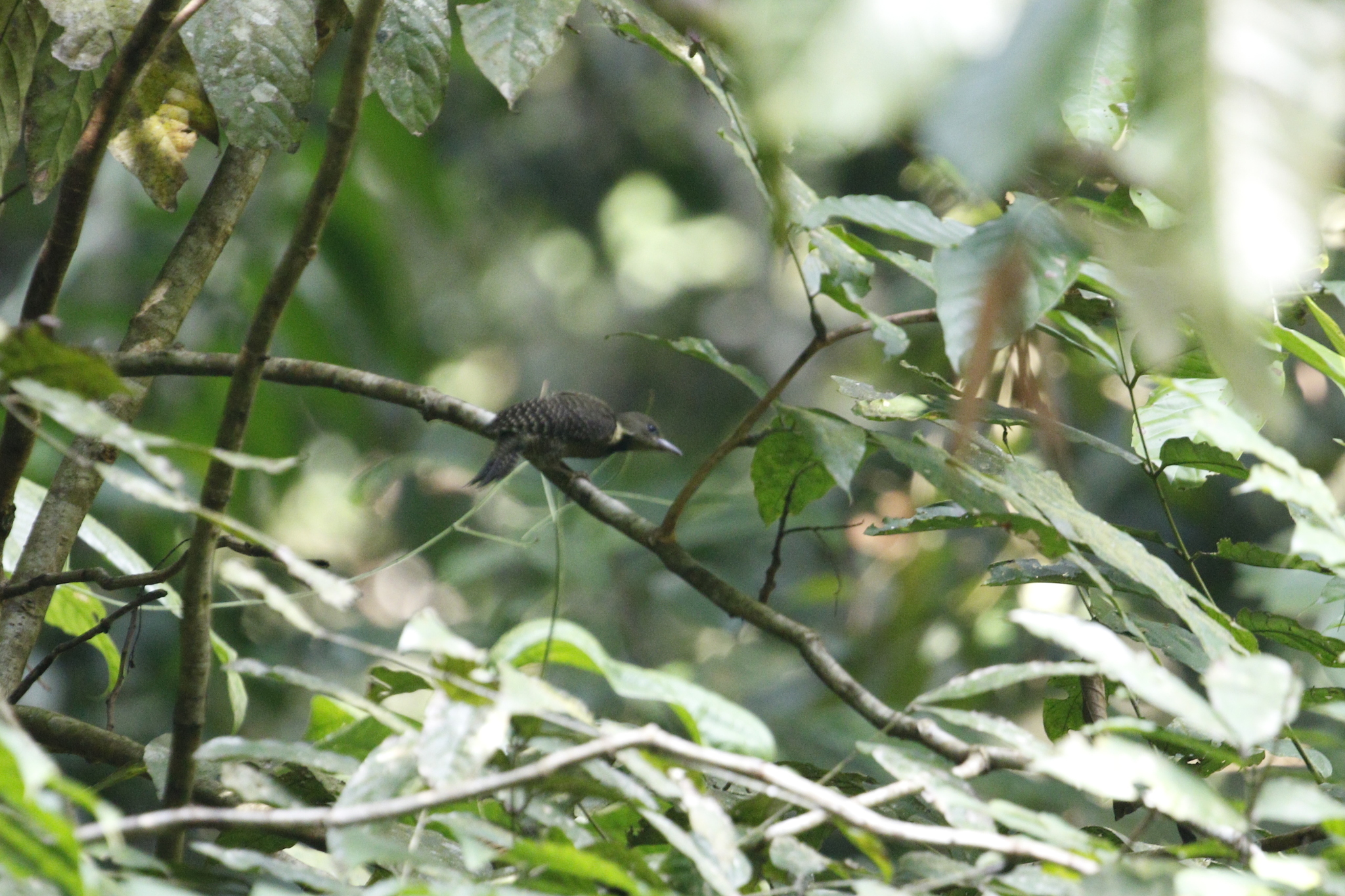 Buff-necked Woodpecker (Meiglyptes tukki), photo 2