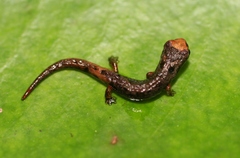 Dendrotriton sanctibarbarus