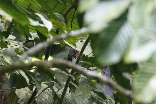 Buff-necked Woodpecker (Meiglyptes tukki), photo 9