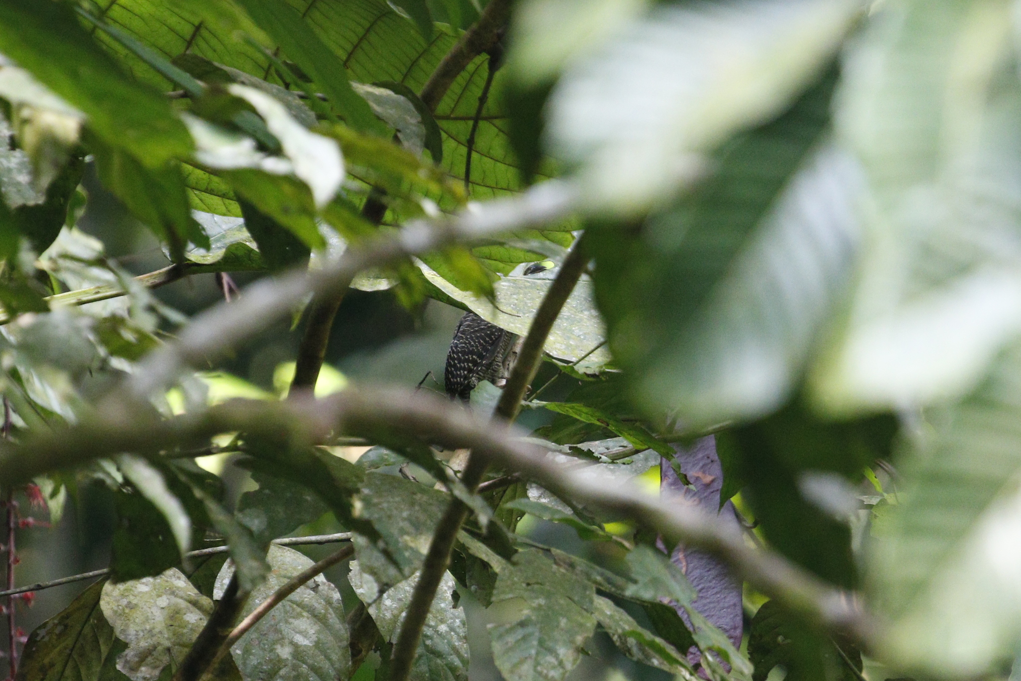 Buff-necked Woodpecker (Meiglyptes tukki), photo 4
