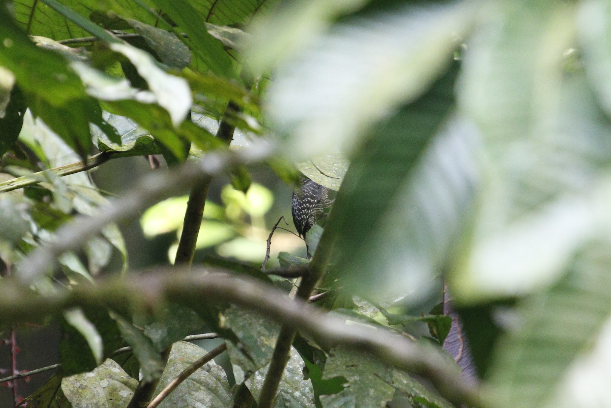 Buff-necked Woodpecker (Meiglyptes tukki), photo 3