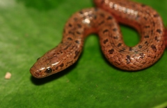 Hydromorphus concolor