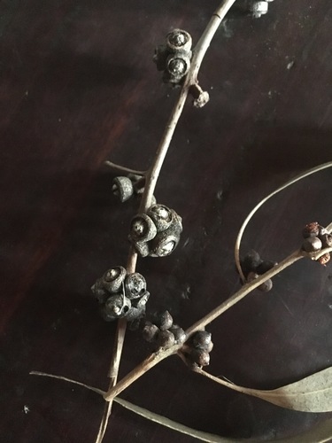 Eucalyptus banksii Maiden