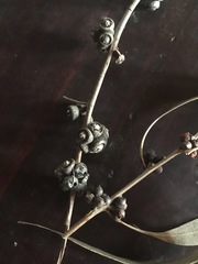 Eucalyptus banksii