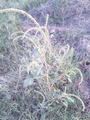 Amaranthus palmeri