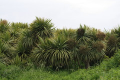 Cordyline australis