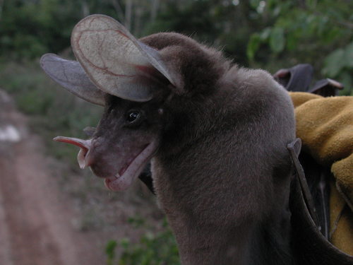 Spectral Bat (Vampyrum spectrum)