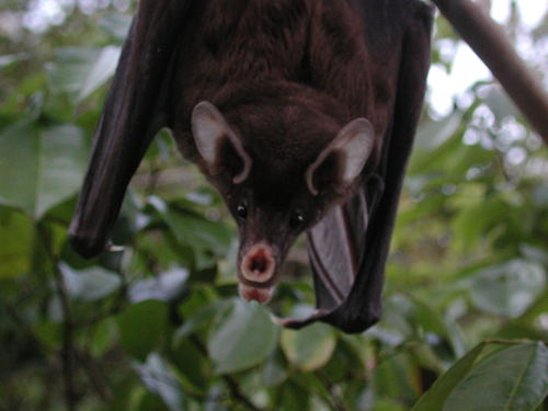 Spectral Bat