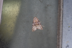Bryophilina mollicula