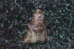 Bryophilina mollicula