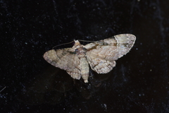 Gymnoscelis tristrigosa