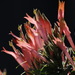 Clinacanthus nutans - Photo (c) 葉子, algunos derechos reservados (CC BY-NC-ND), uploaded by 葉子