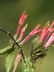 Clinacanthus nutans