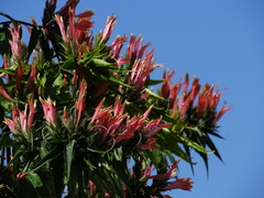 Clinacanthus nutans
