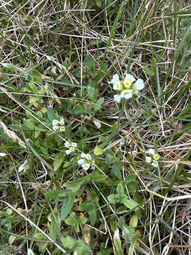 Milky draba (Draba lactea)