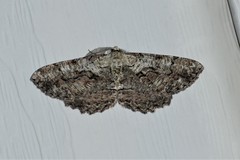 Cymatophora approximaria