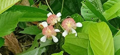 Tetracera indica