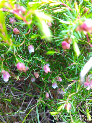 Wire Heath (Erica paludicola)