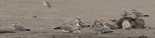 Sand-colored Nighthawk (Chordeiles rupestris), photo 3