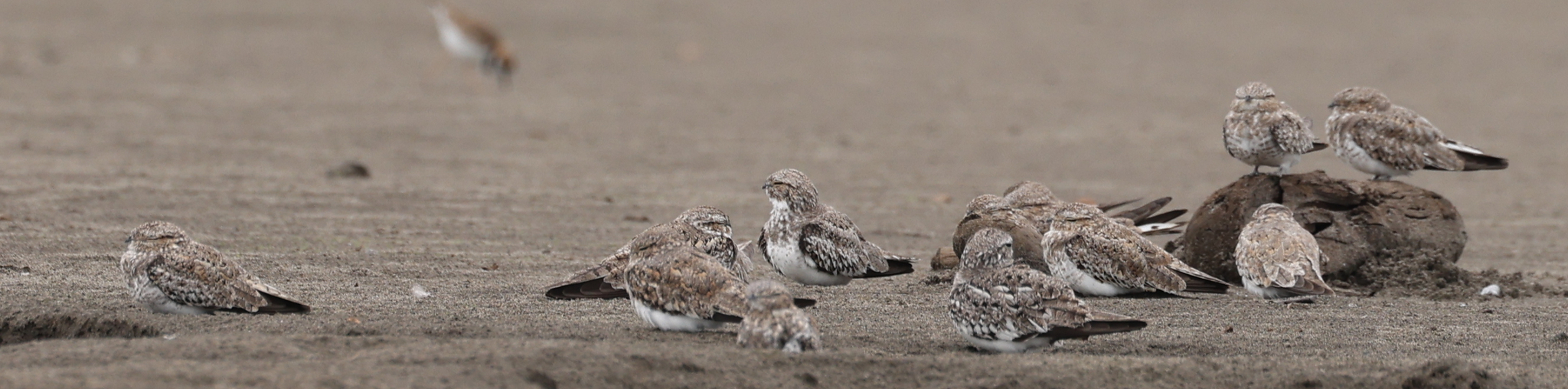 Sand-colored Nighthawk (Chordeiles rupestris), photo 5