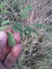 Vachellia farnesiana