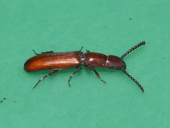 Taphroscelidia linearis