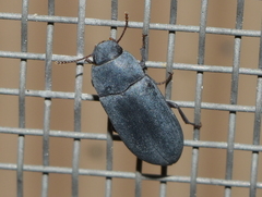 Blapstinus substriatus