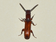 Taphroscelidia linearis