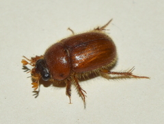 Parochodaeus