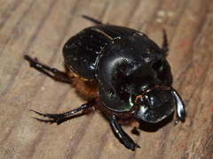 Coprophanaeus pluto