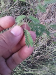 Vachellia farnesiana