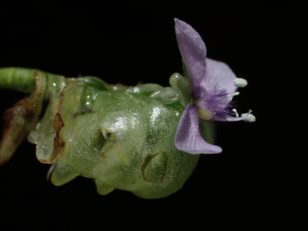 Murdannia bracteata (Murdannia bracteata)