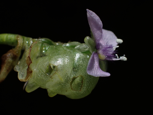 Murdannia bracteata