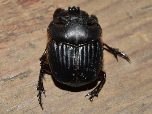 Coprophanaeus pluto