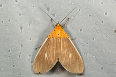 Asota producta