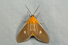 Asota producta