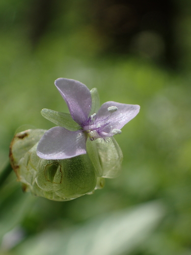 Image of Large Bract Murdannia (Murdannia bracteata) by no rights reserved