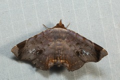 Mecodina albodentata