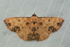 Corgatha semipardata