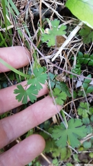 Geranium microphyllum