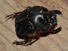 Coprophanaeus pluto